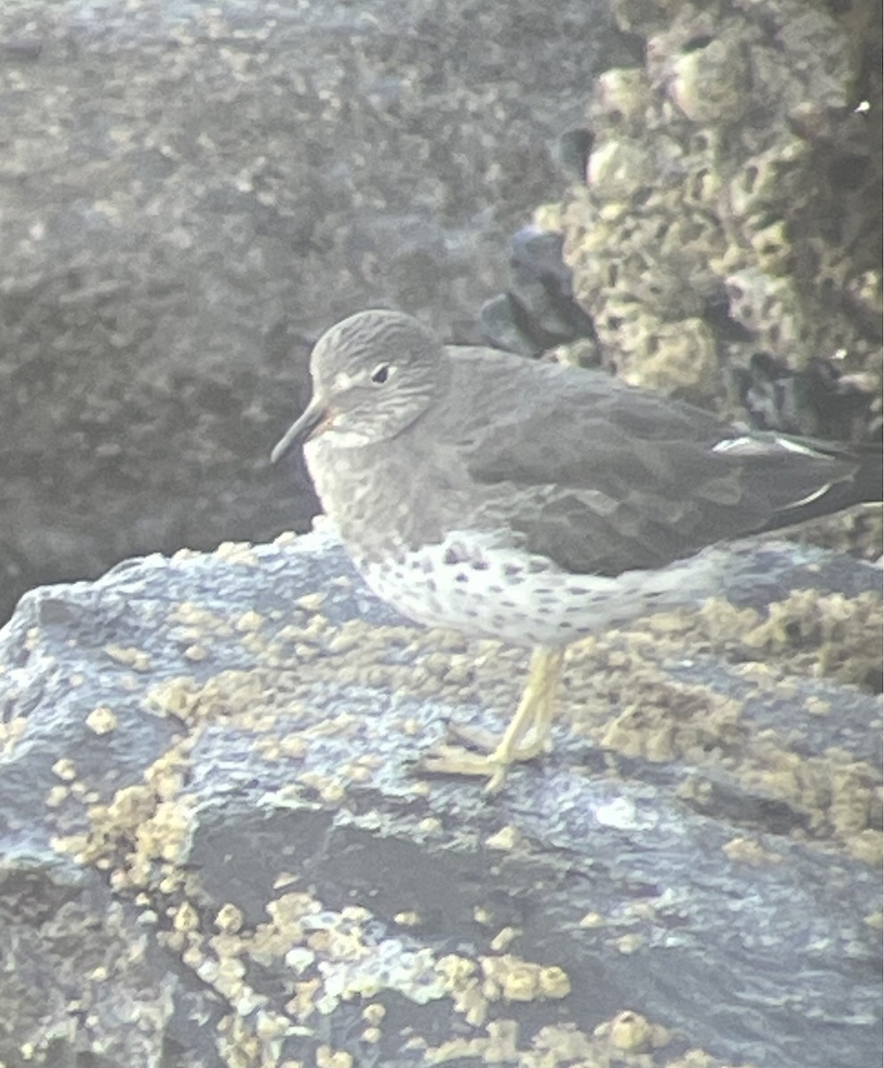 Surfbird - ML651029050