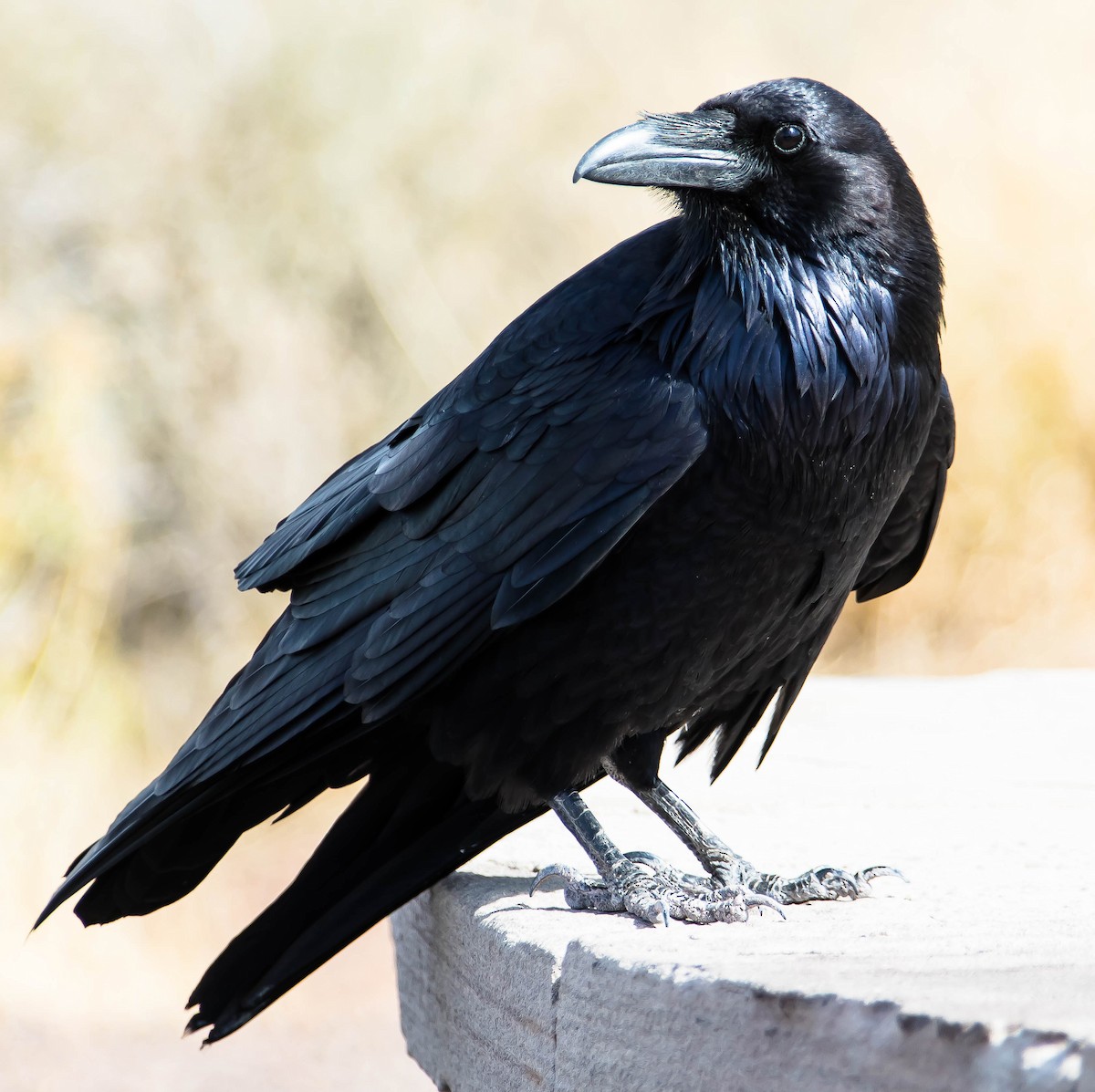 Common Raven - ML651029293