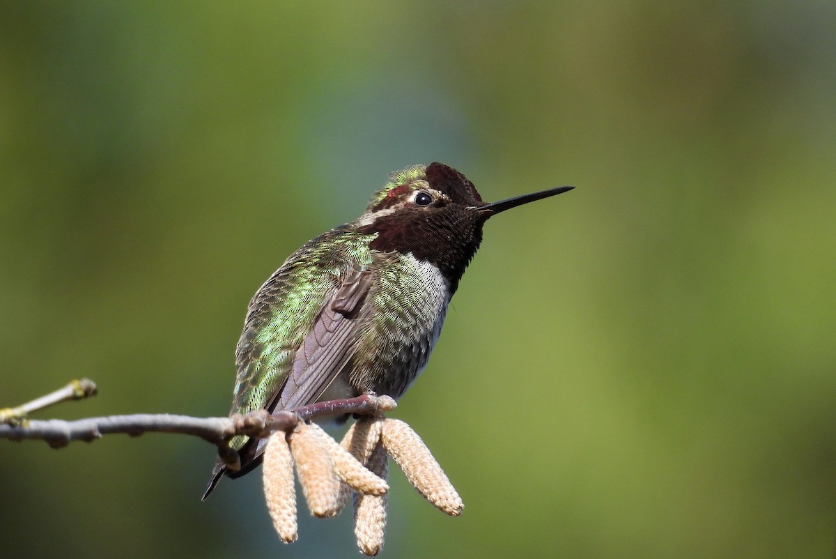 Рубиновый калипсо - ML651029342