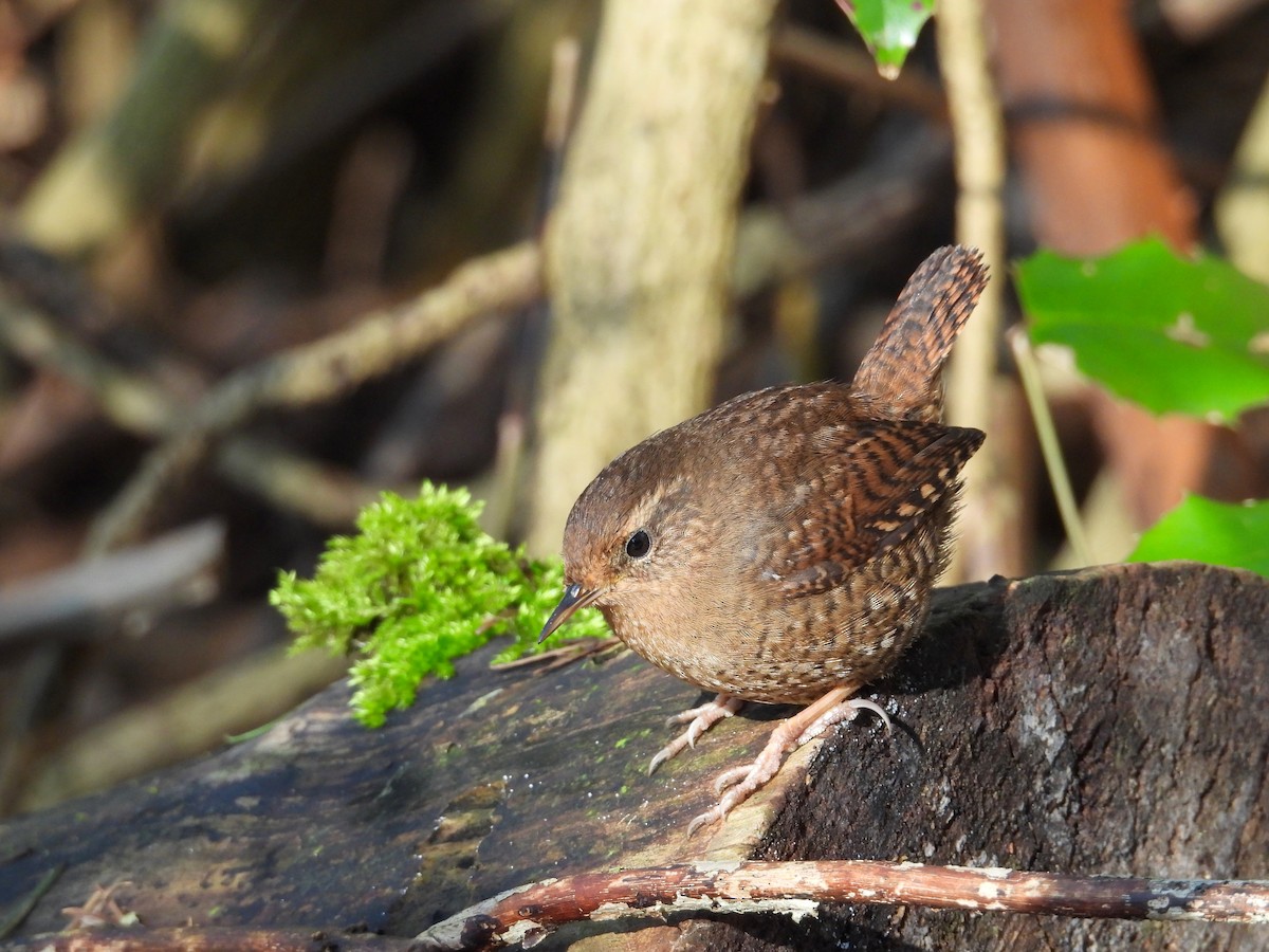 Тихоокеанский крапивник - ML651029354