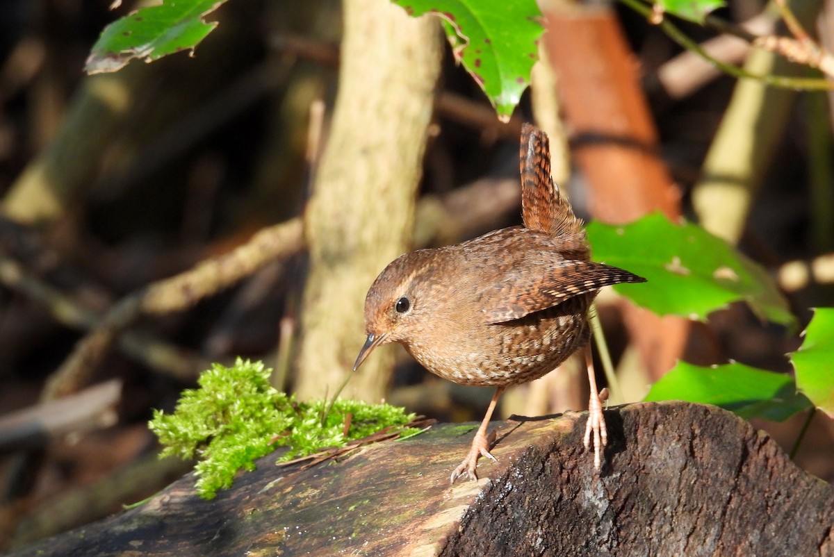 Тихоокеанский крапивник - ML651029360