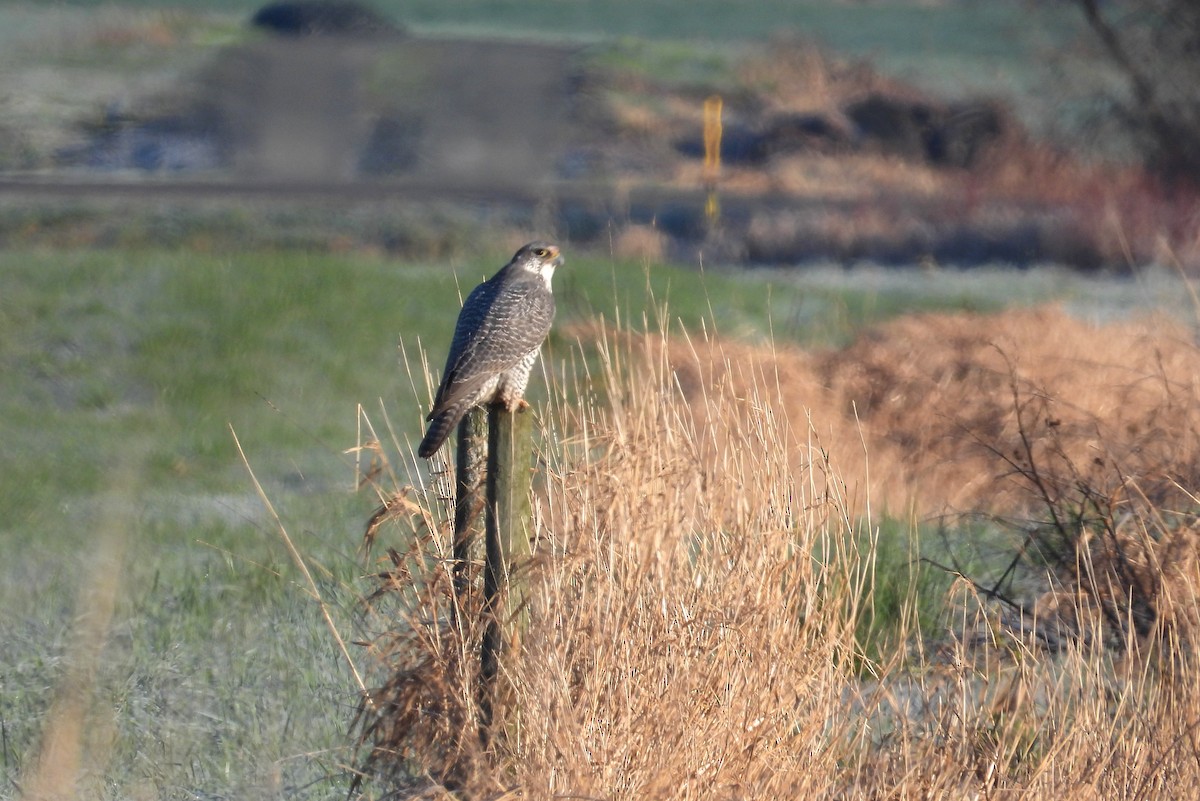 Кречет - ML651029410