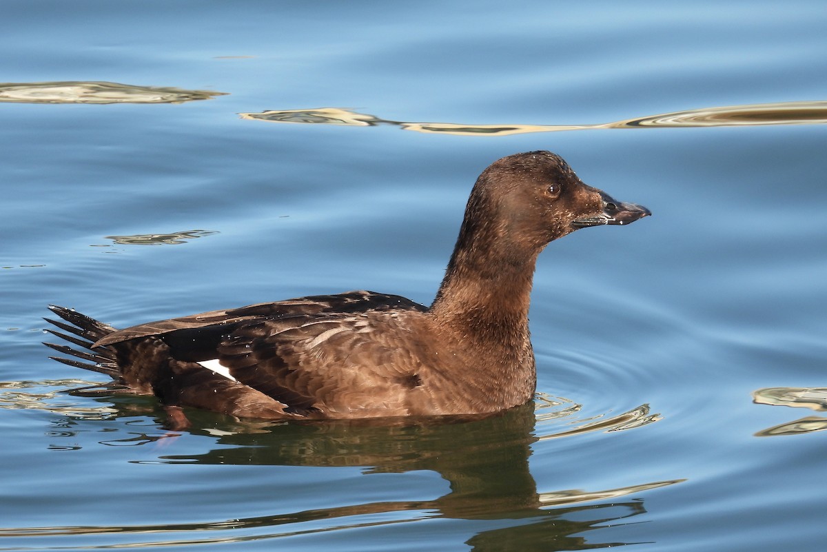 Белокрылый турпан - ML651029464