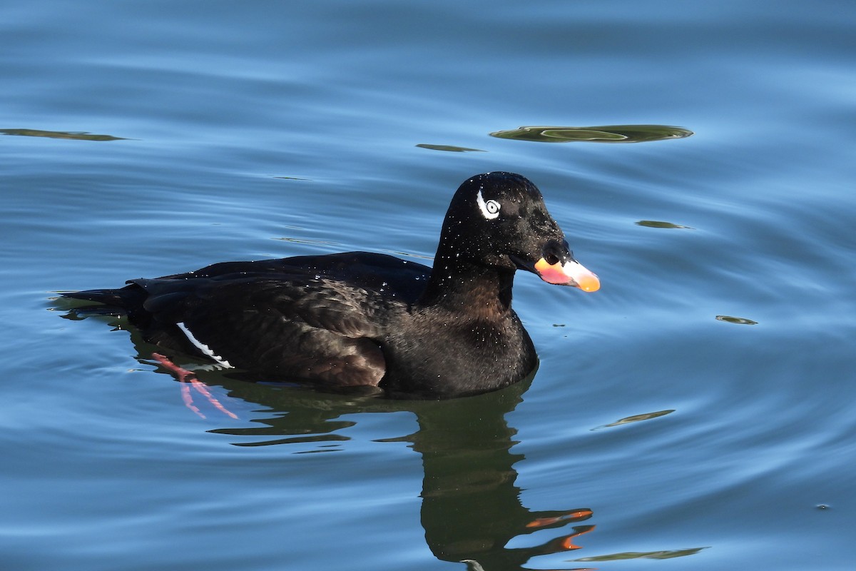 Белокрылый турпан - ML651029470