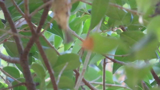 Ruby-crowned Kinglet - ML651029555