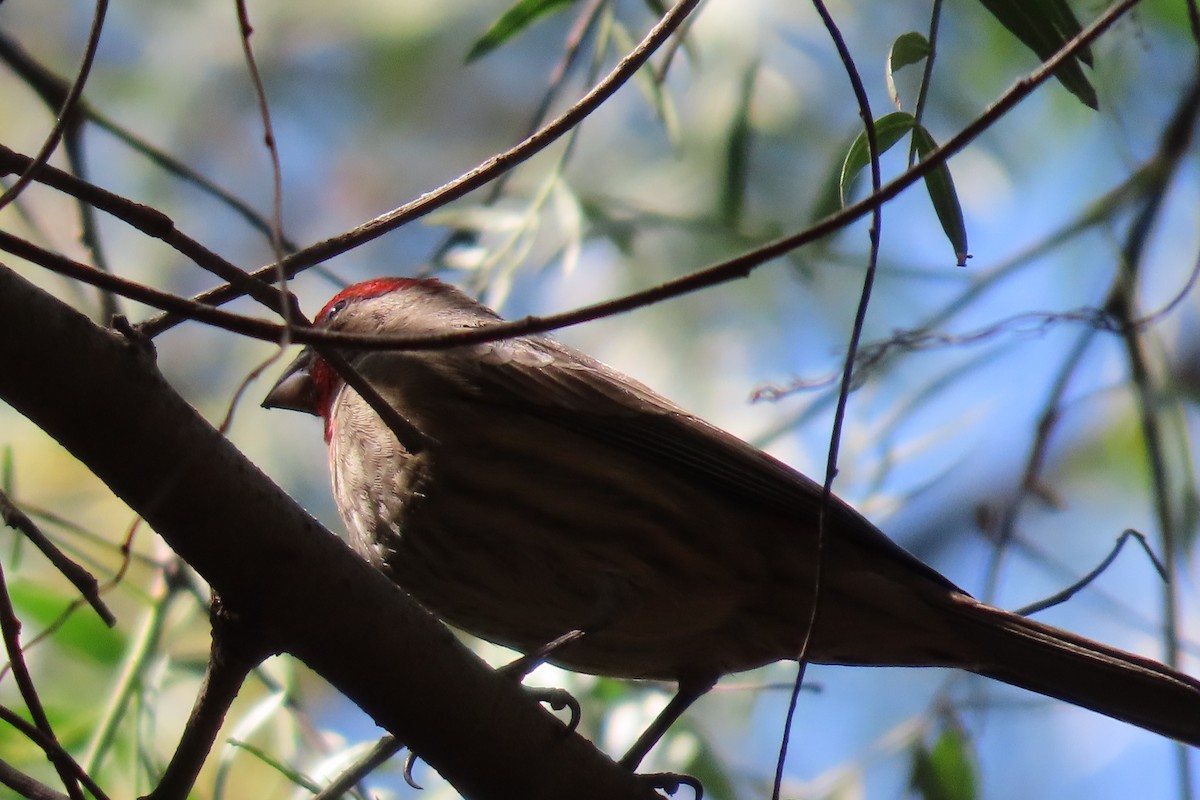 House Finch - ML651029576
