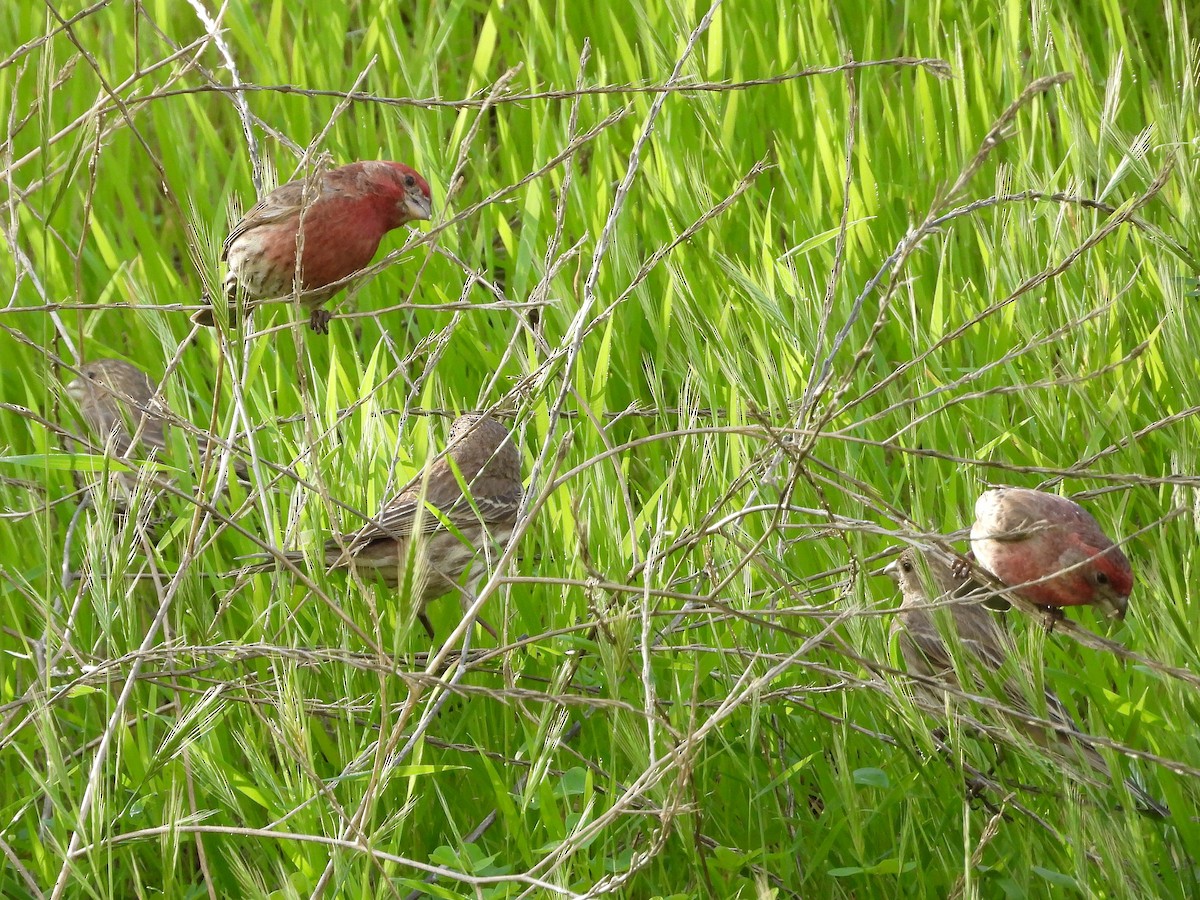 House Finch - ML651029742