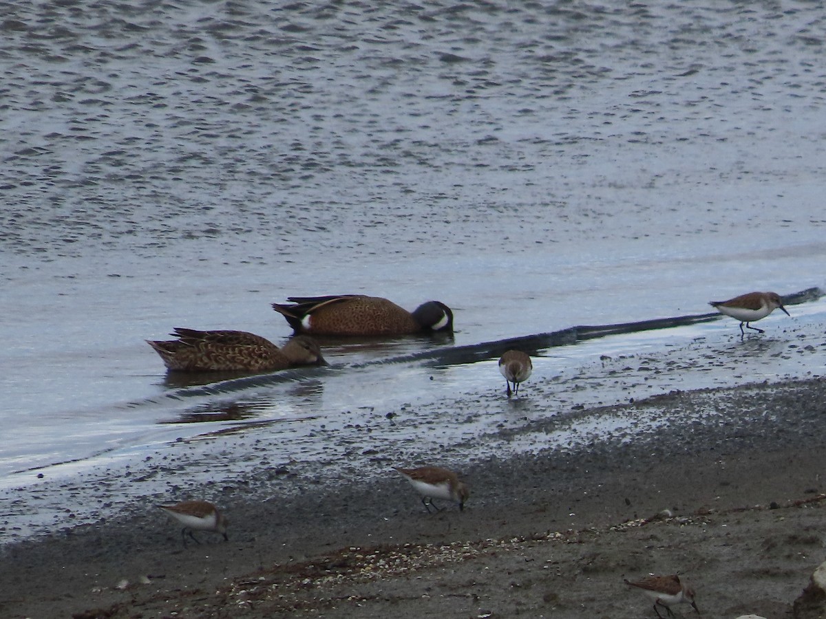 Blue-winged Teal - ML651029757