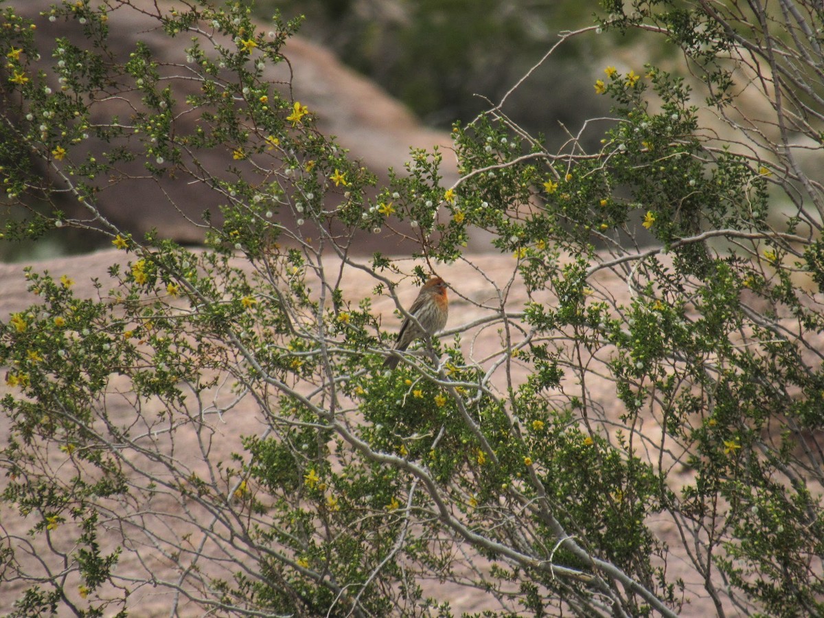 House Finch - ML651029784