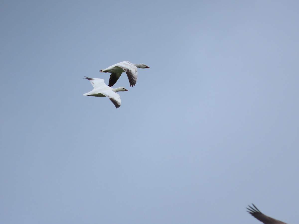 Snow Goose - ML651029810