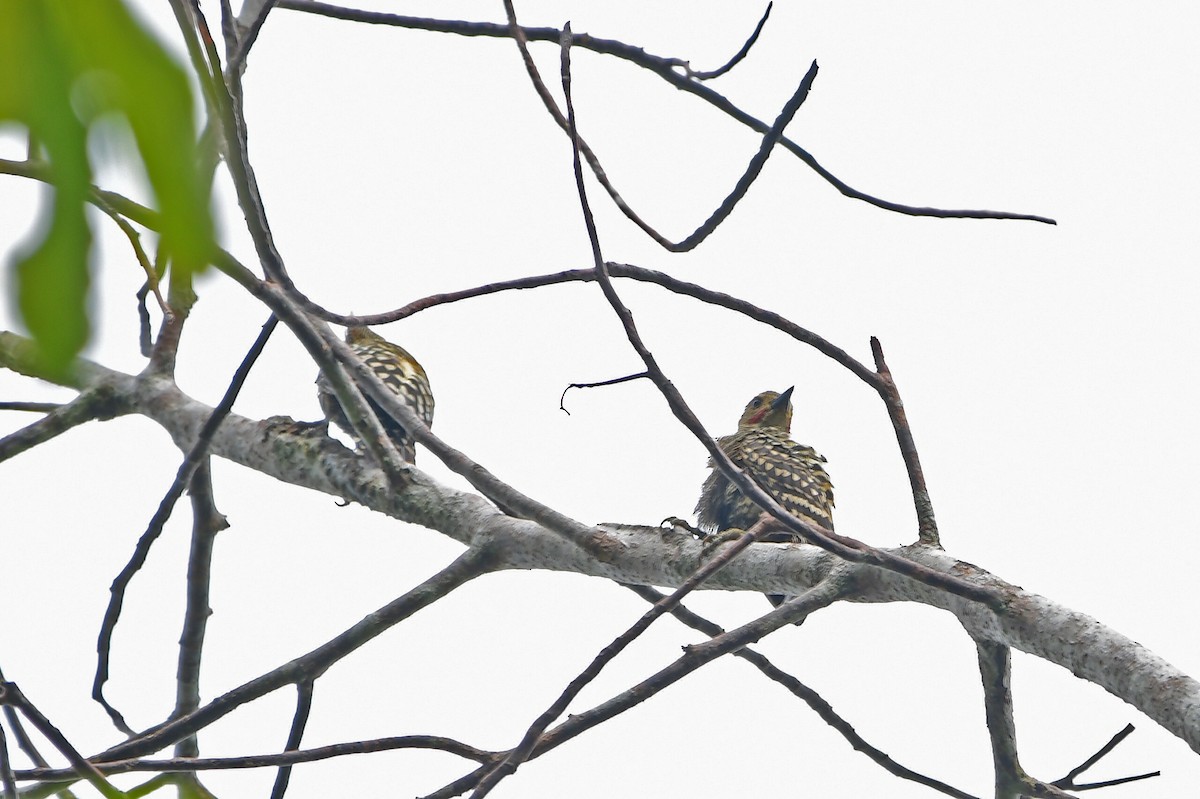 Buff-rumped Woodpecker - ML651030182