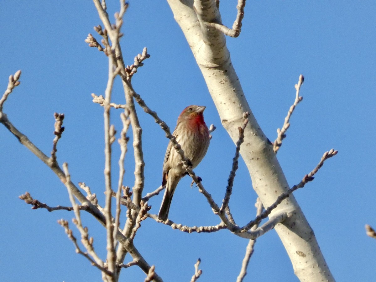 House Finch - ML651030249