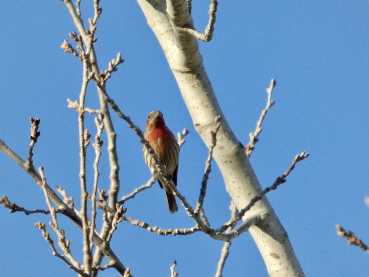 House Finch - ML651030250