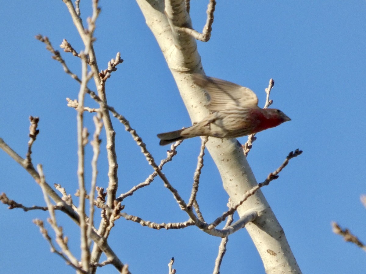 House Finch - ML651030251
