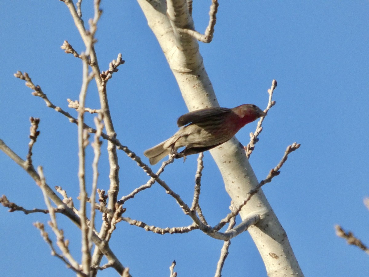 House Finch - ML651030252