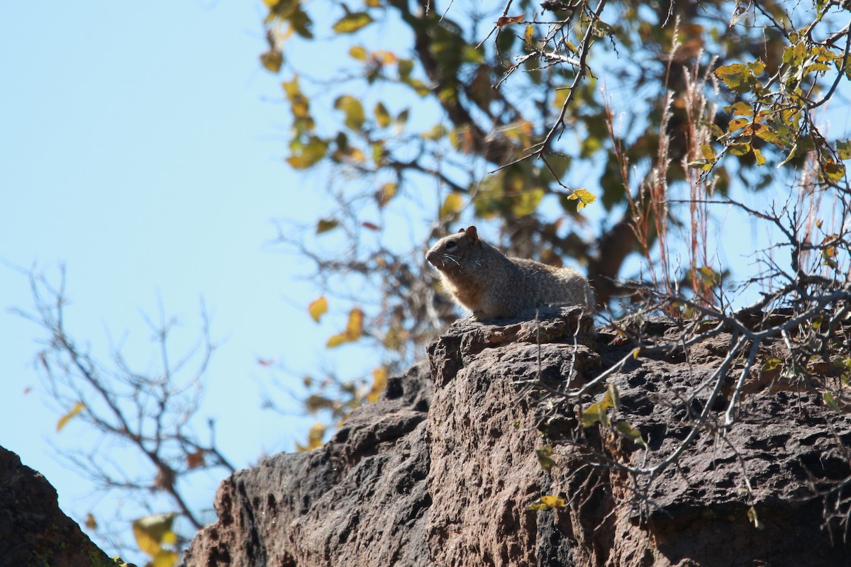 Rock Squirrel - ML651030306