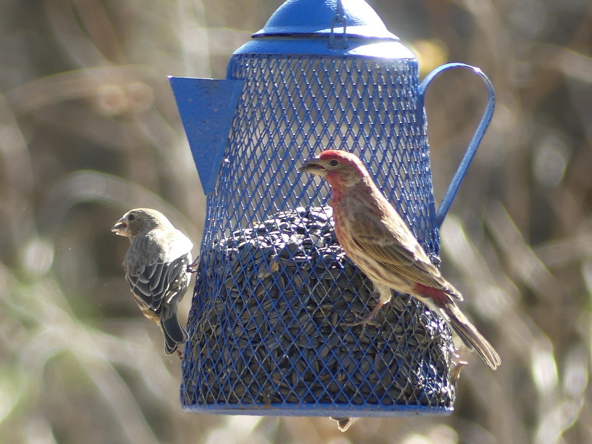 House Finch - ML651030452