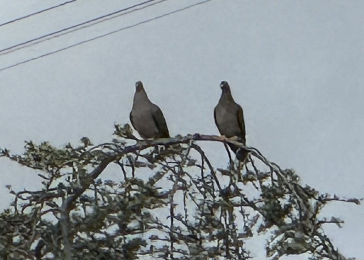 holub pruhoocasý - ML651030791