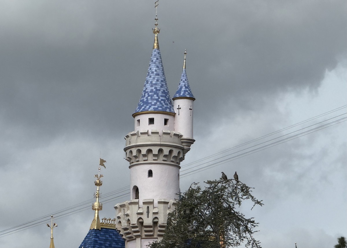 holub pruhoocasý - ML651030792