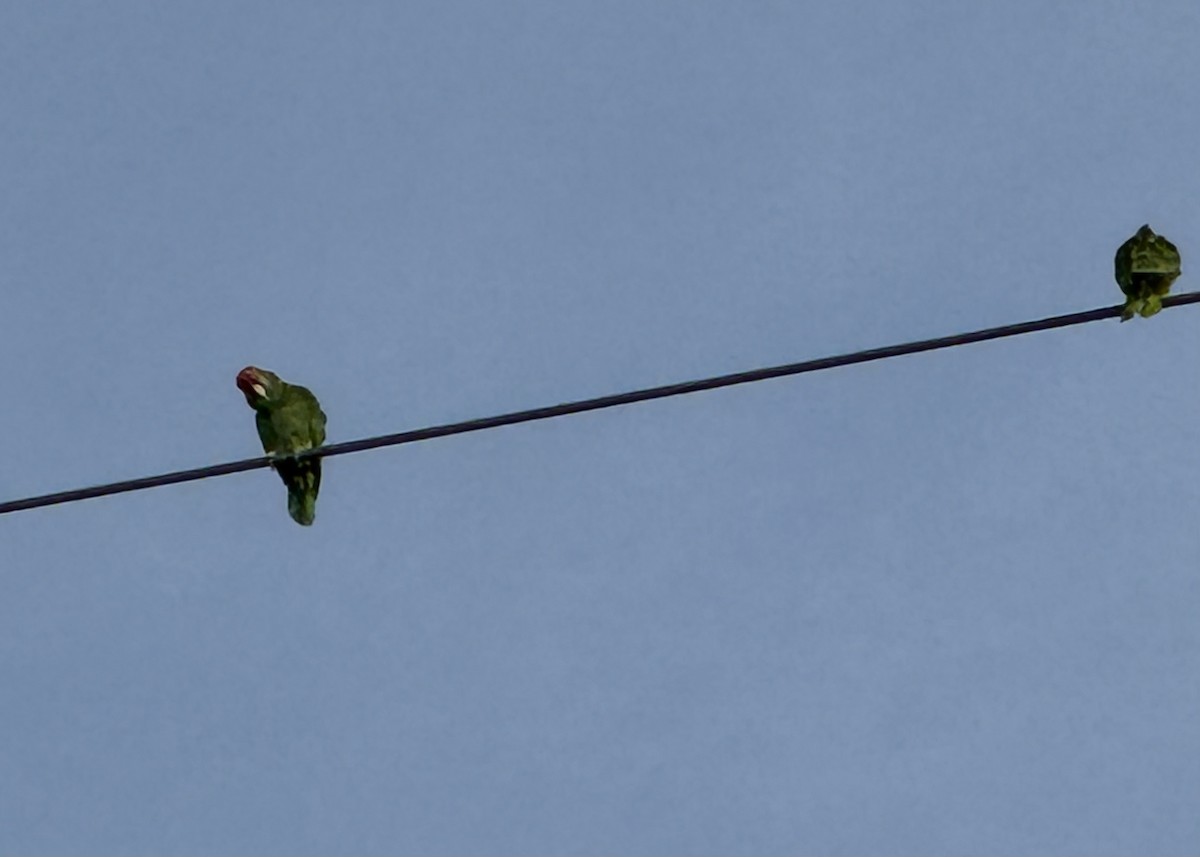 amazoňan zelenolící - ML651030797