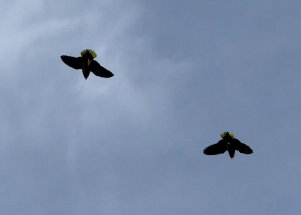 amazoňan zelenolící - ML651030798