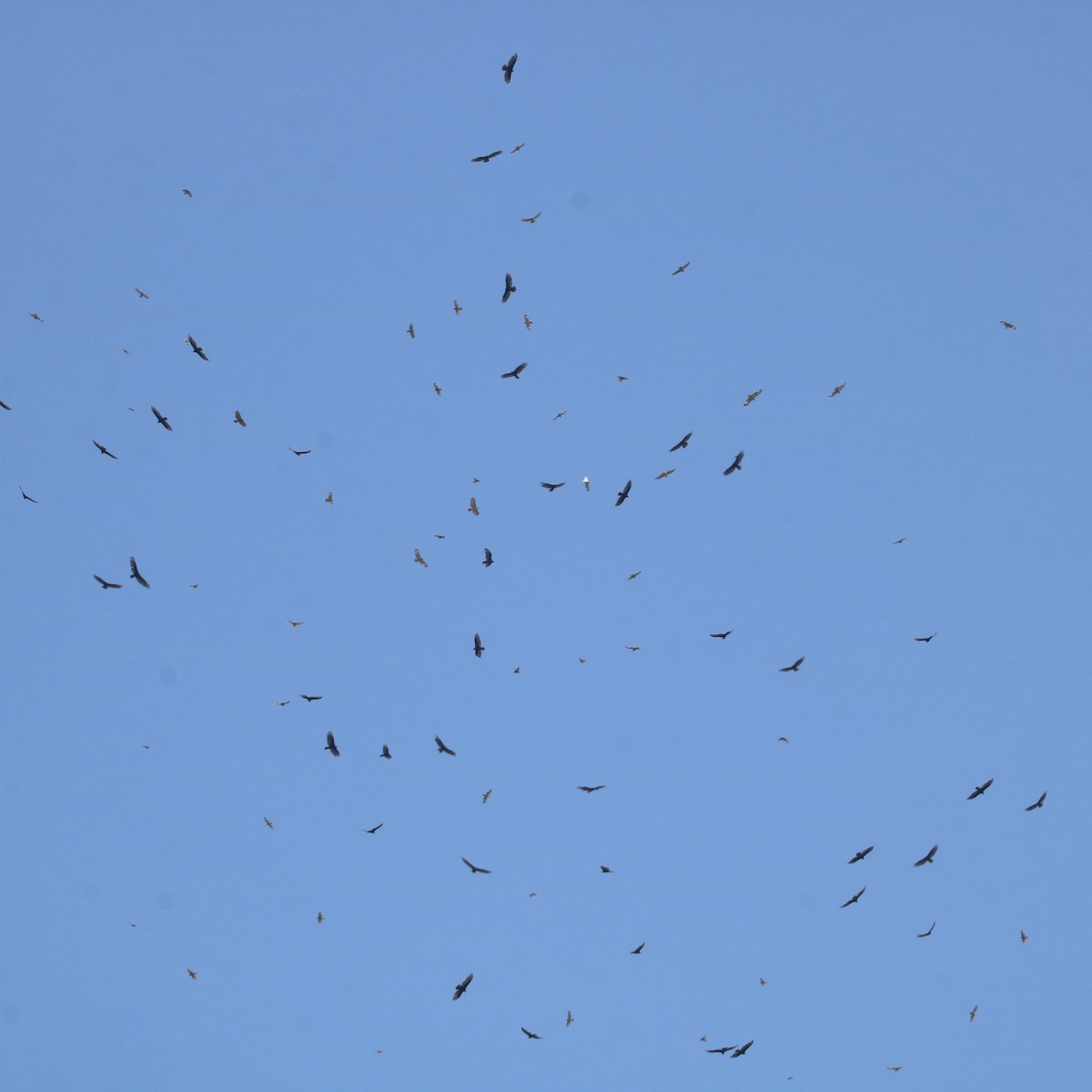 Broad-winged Hawk - ML651030896