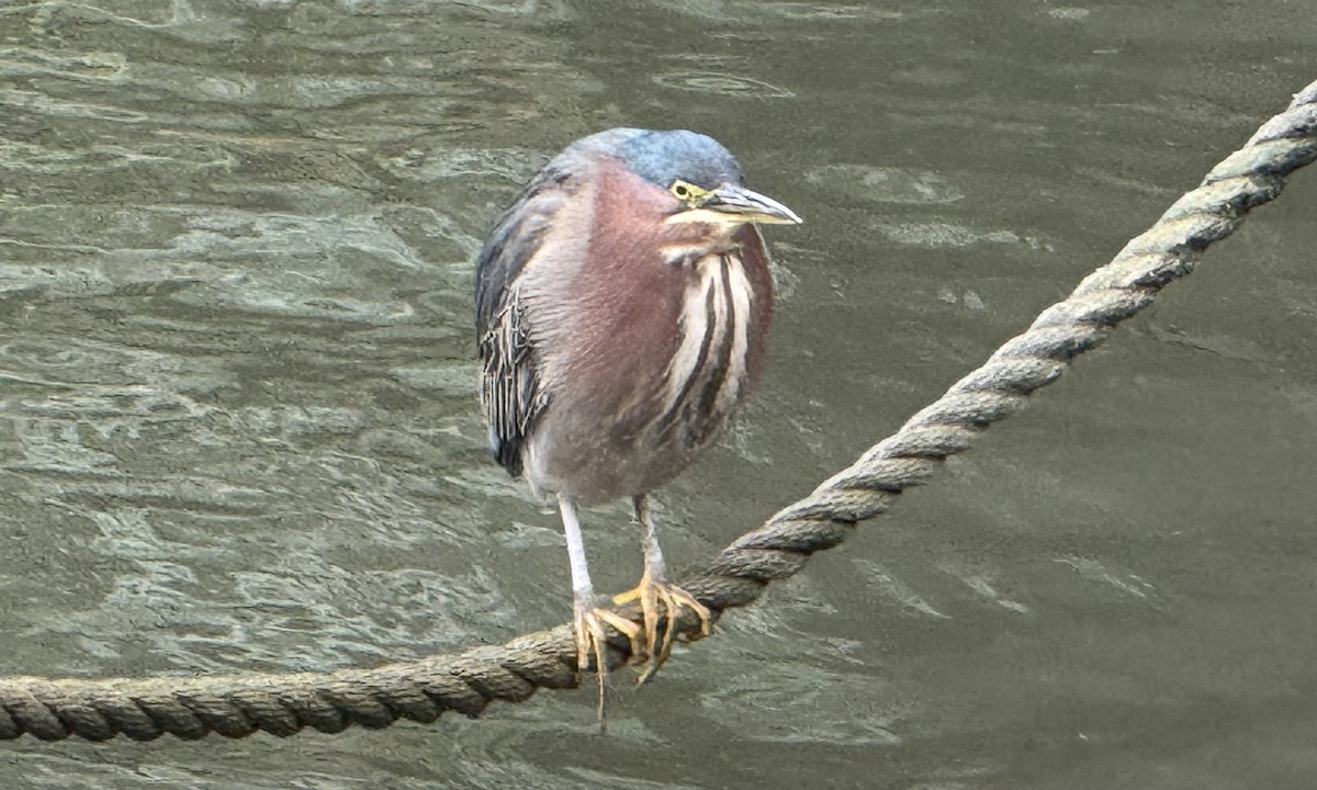 volavka zelenavá - ML651030920