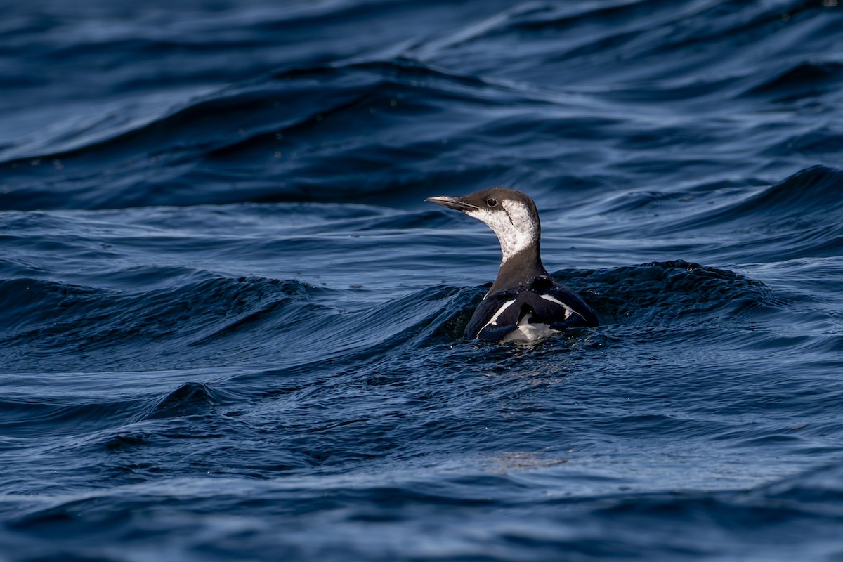 Тонкоклювая кайра - ML651031474