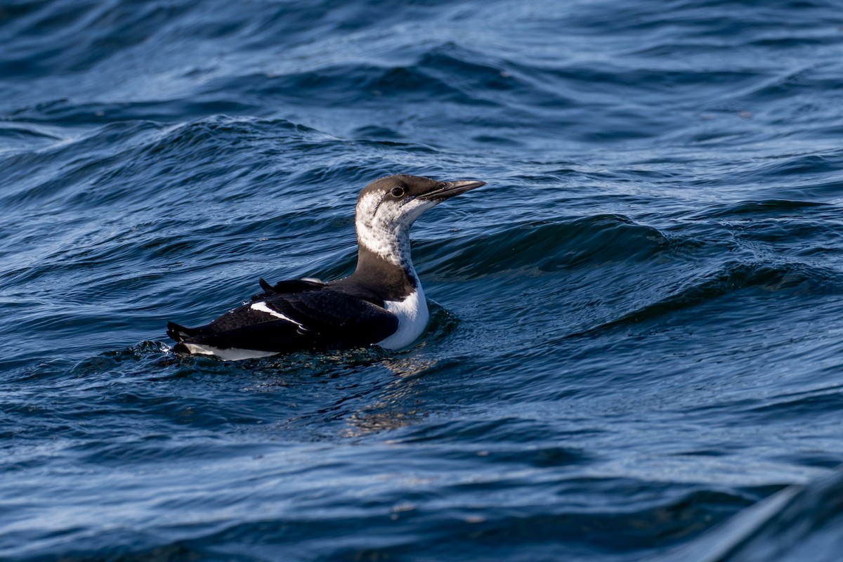 Тонкоклювая кайра - ML651031475