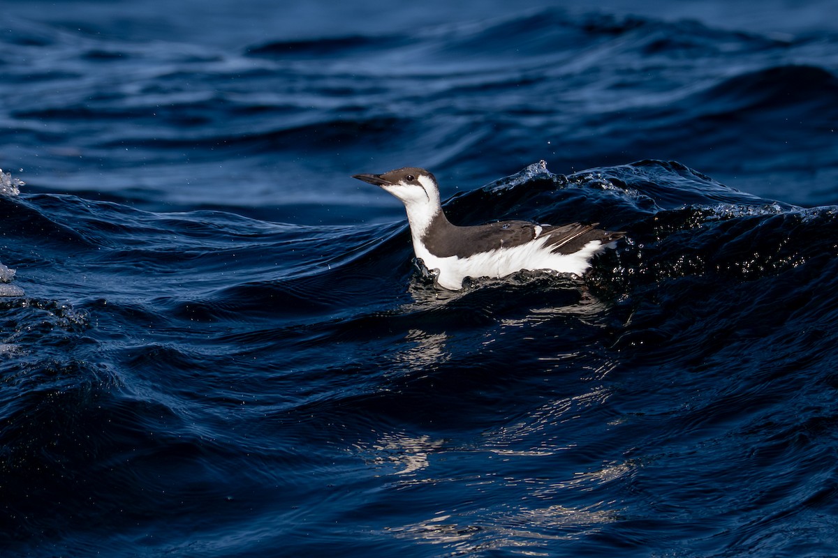 Тонкоклювая кайра - ML651031476