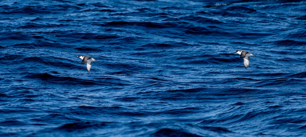 Старик - ML651031488