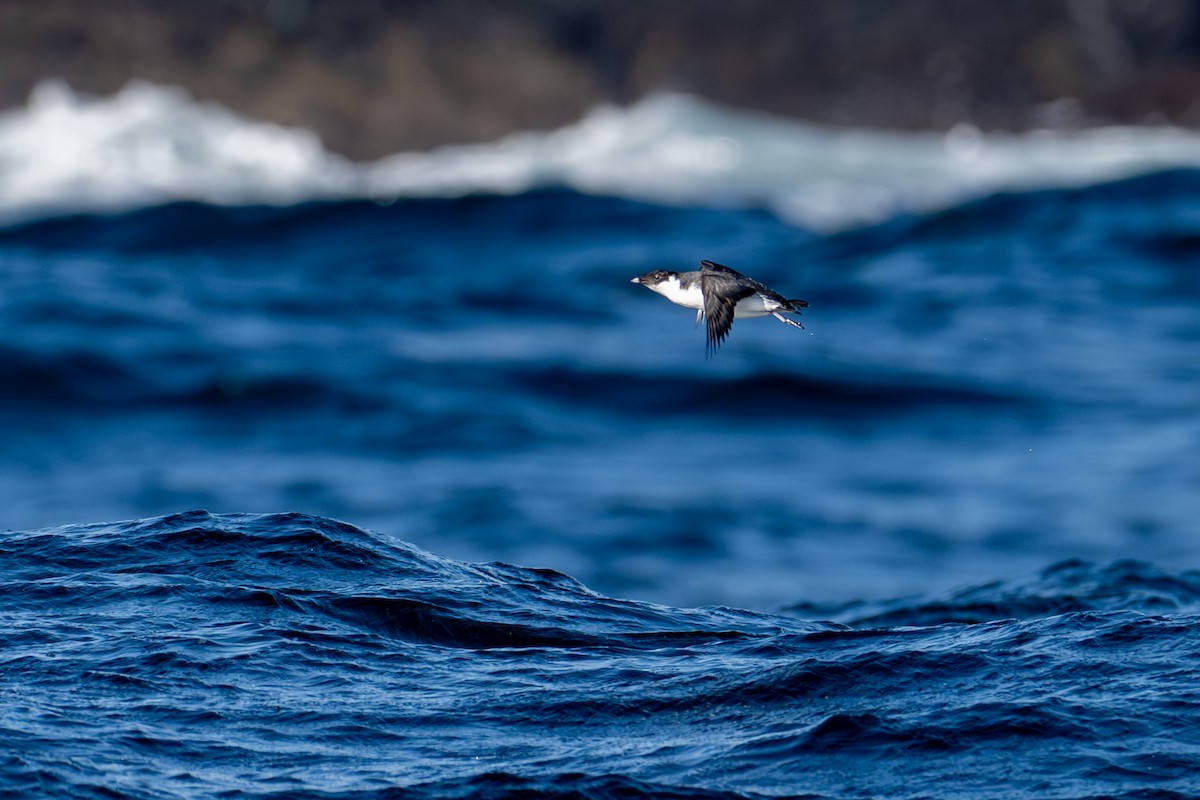 Старик - ML651031489