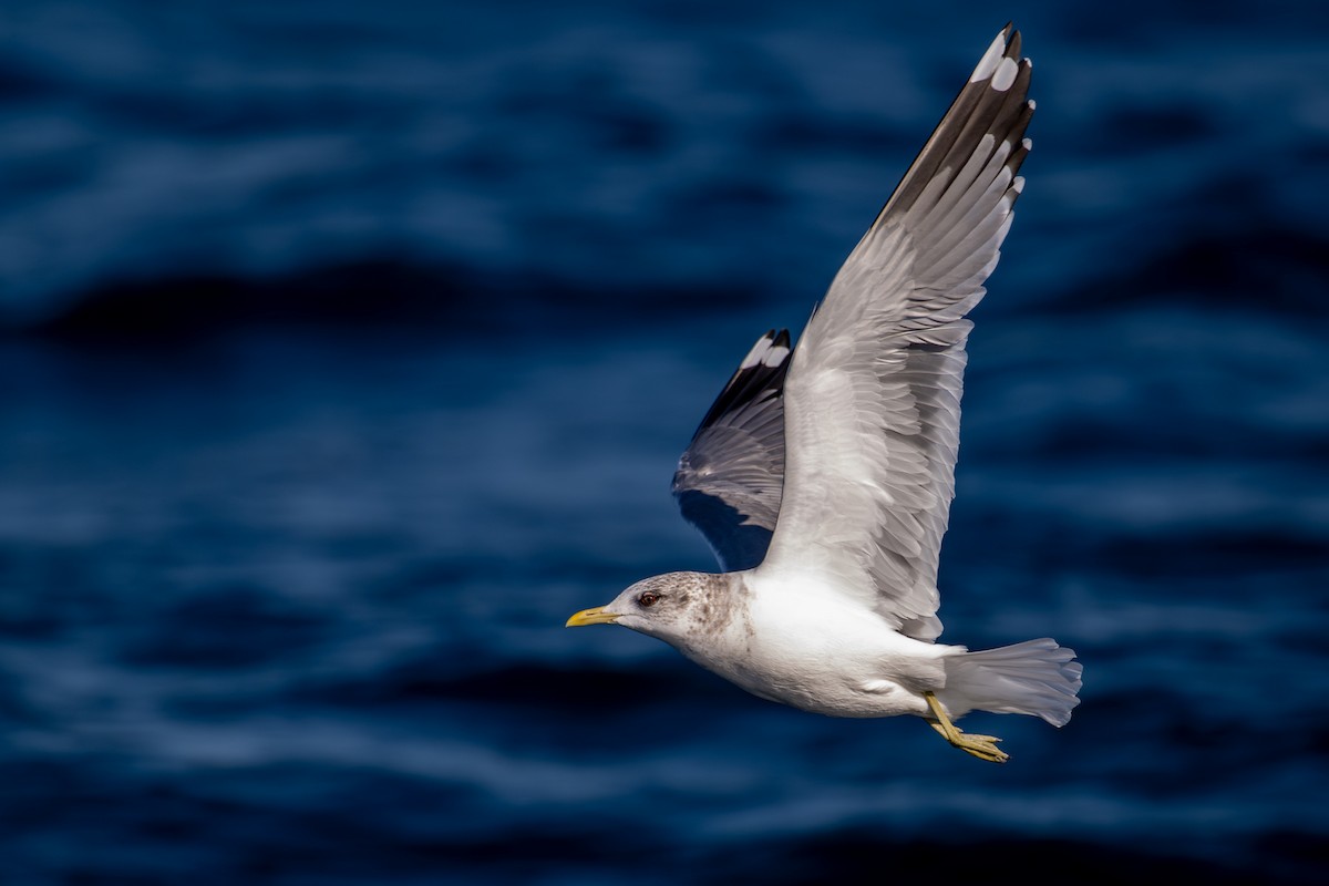 Сизая чайка - ML651031500