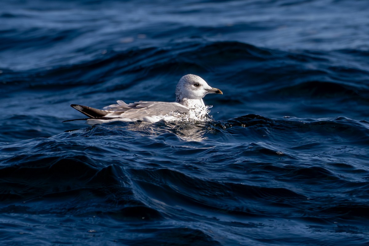 Сизая чайка - ML651031501