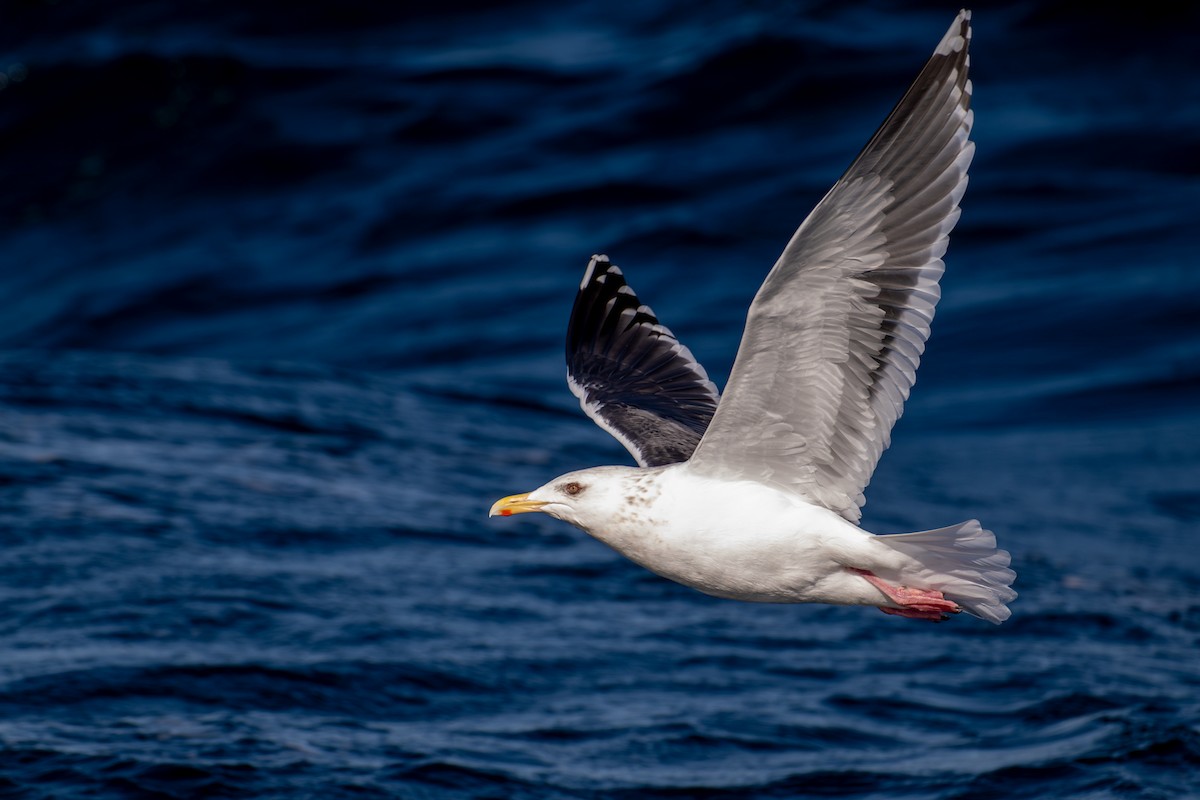 Тихоокеанская чайка - ML651031551