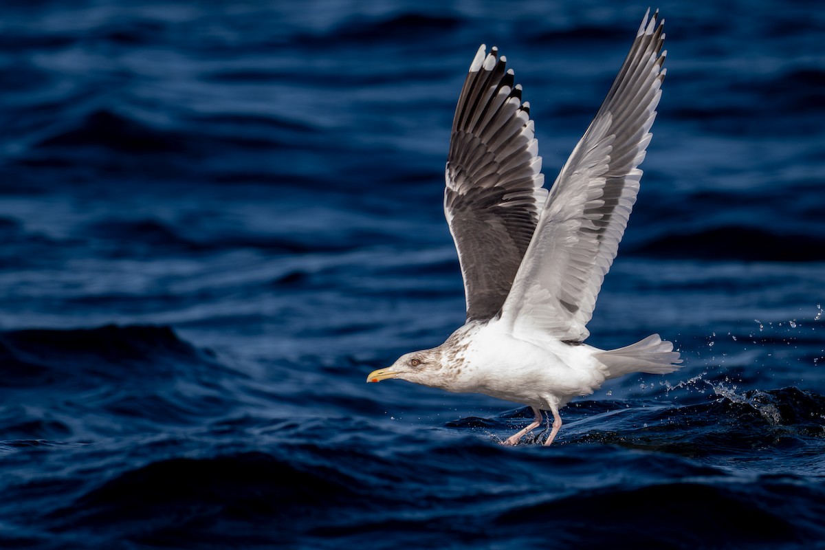 Тихоокеанская чайка - ML651031552