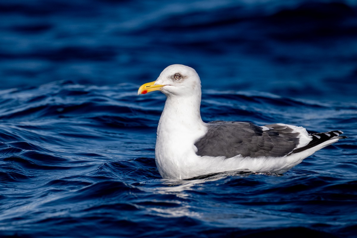 Тихоокеанская чайка - ML651031553