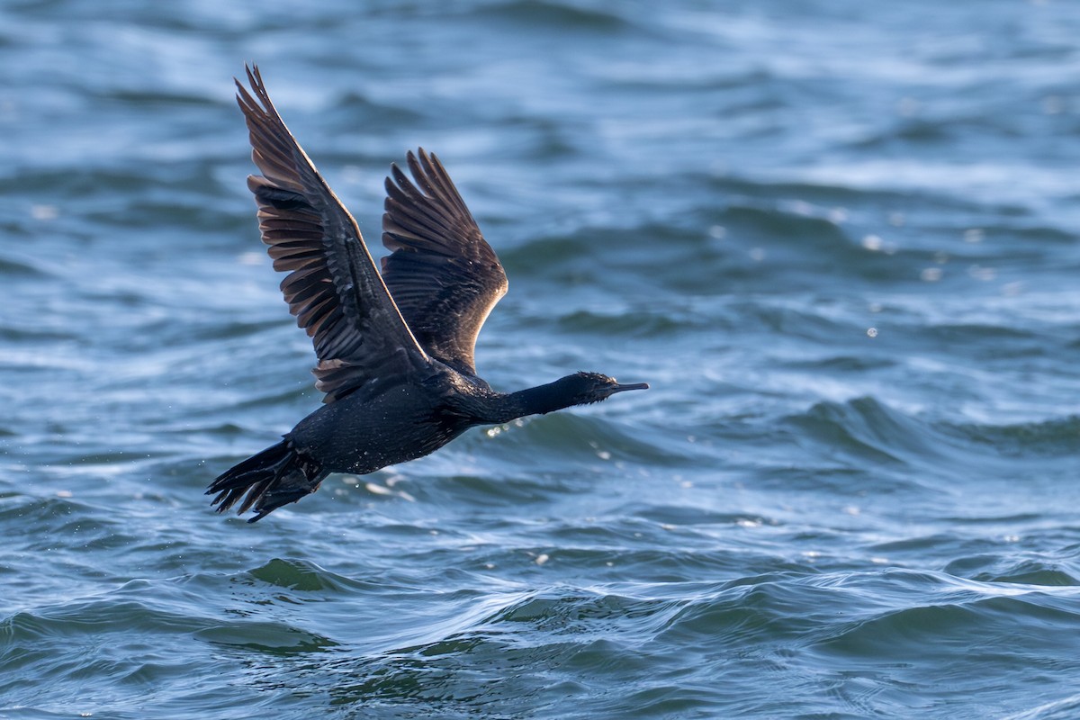 Берингов баклан - ML651031572