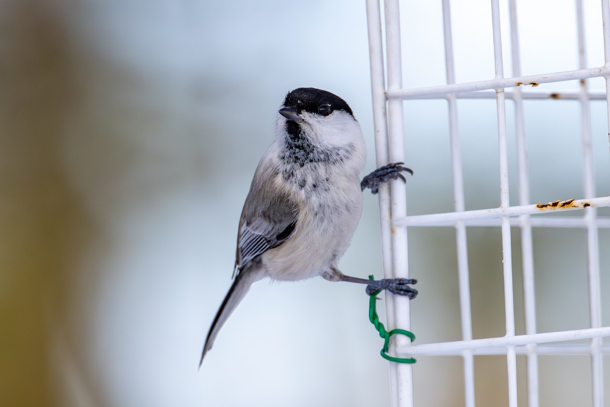 Пухляк - ML651031651