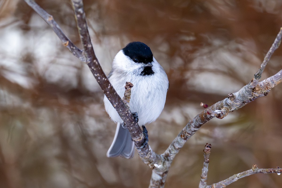 Черноголовая гаичка - ML651031652