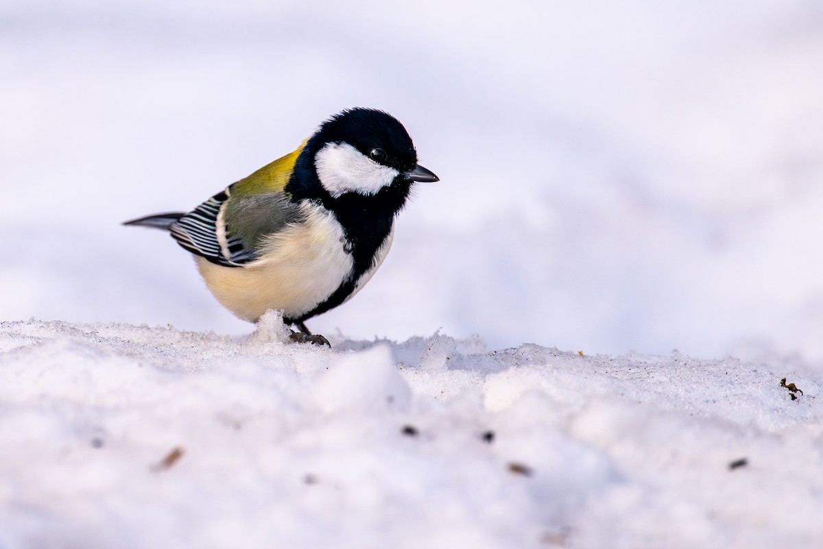 Серая синица - ML651031667