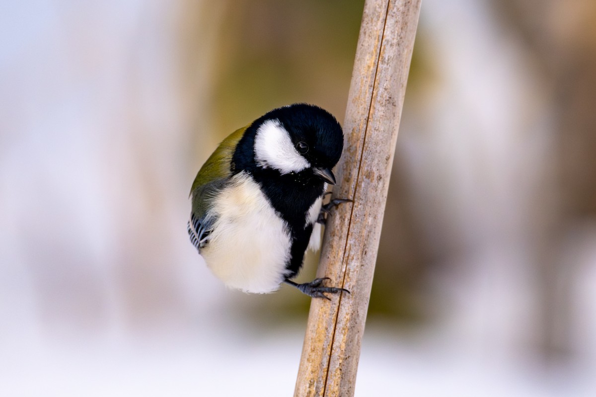 Серая синица - ML651031668