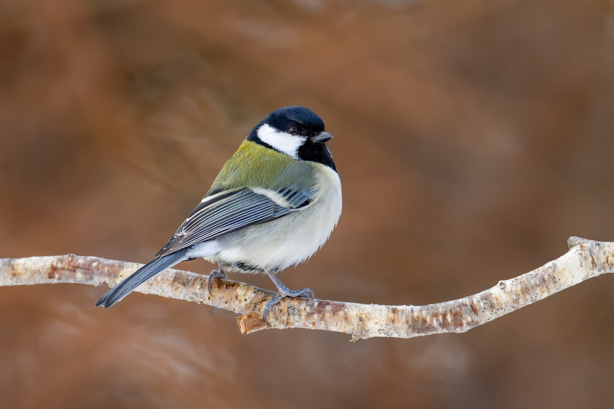 Серая синица - ML651031669