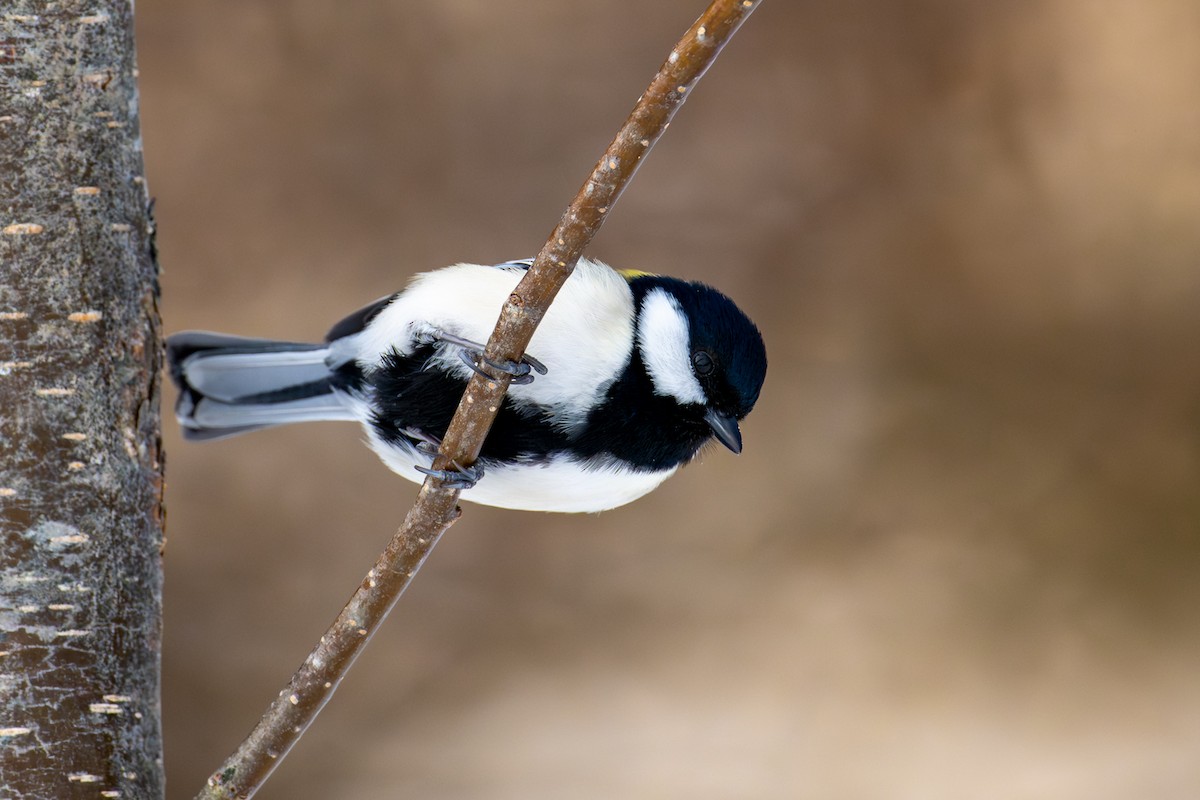 Серая синица - ML651031670