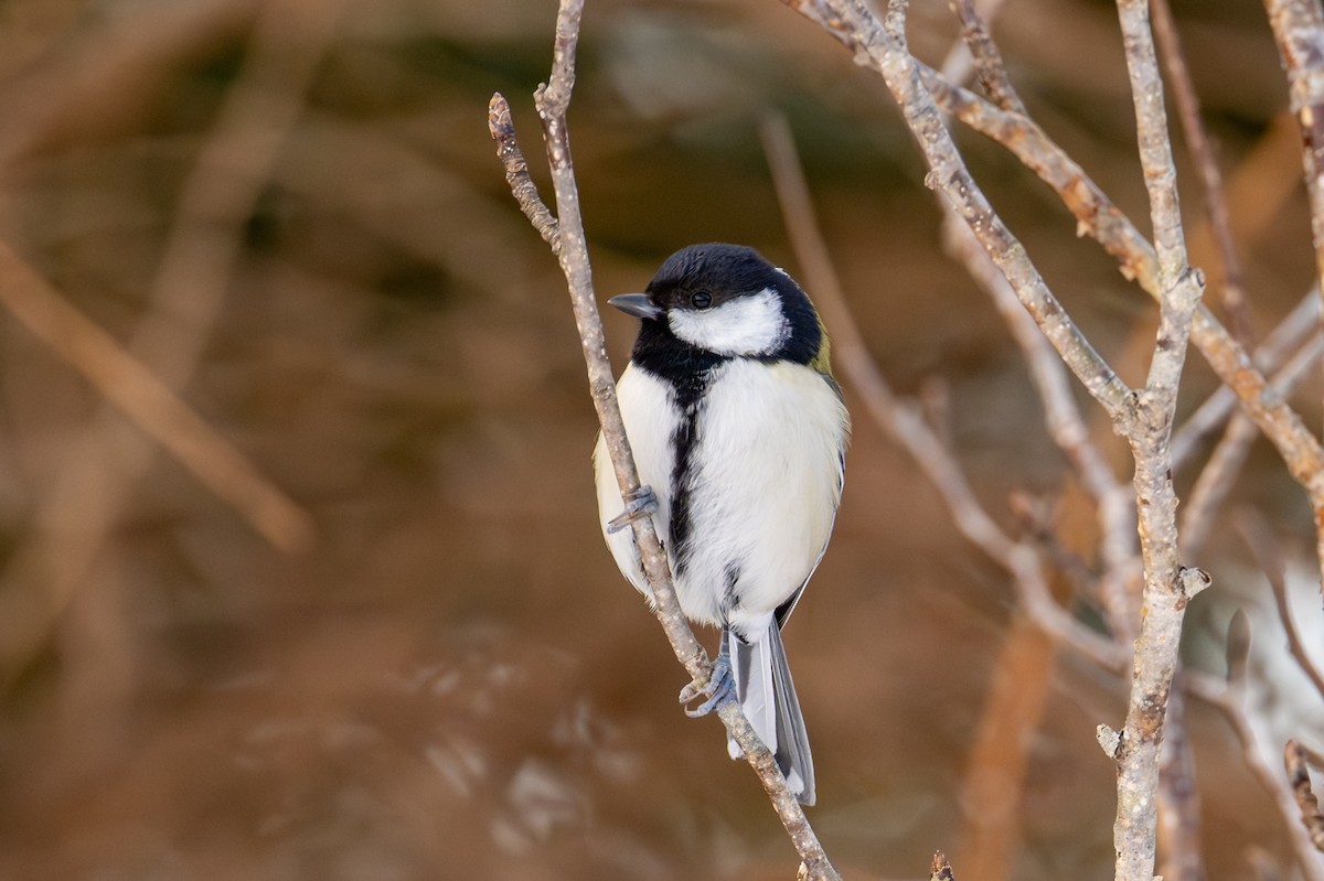 Серая синица - ML651031671