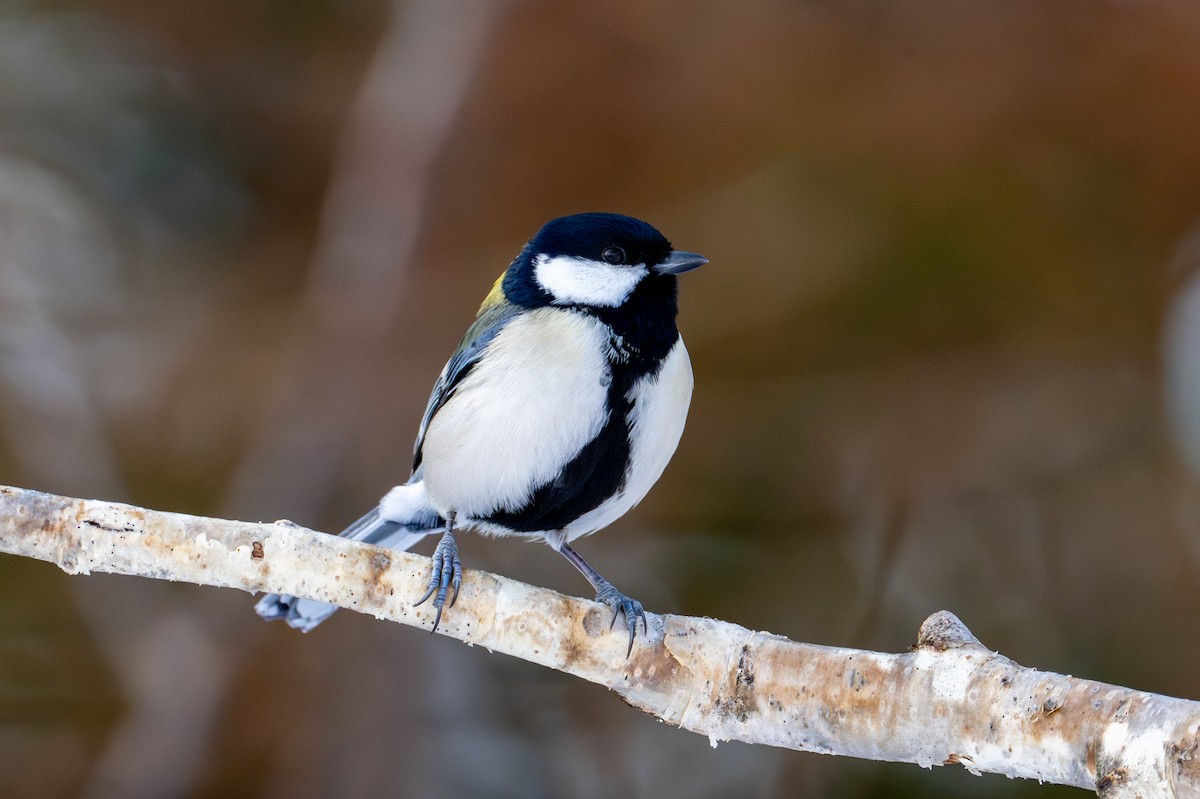 Серая синица - ML651031672