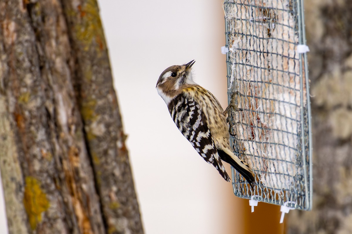 Малый острокрылый дятел - ML651031694