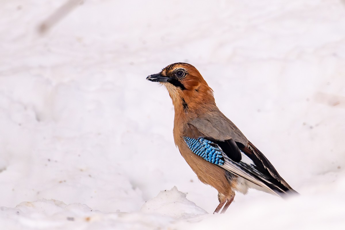 Сойка - ML651031700