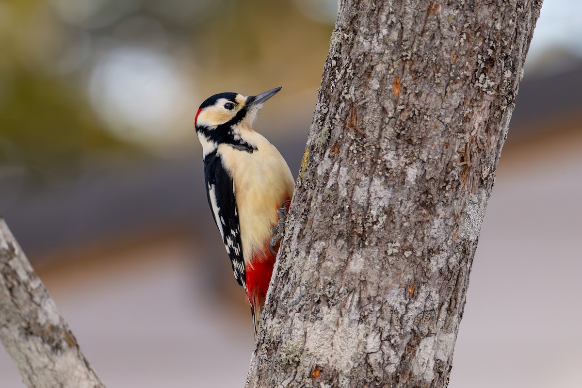 Большой пёстрый дятел - ML651031714