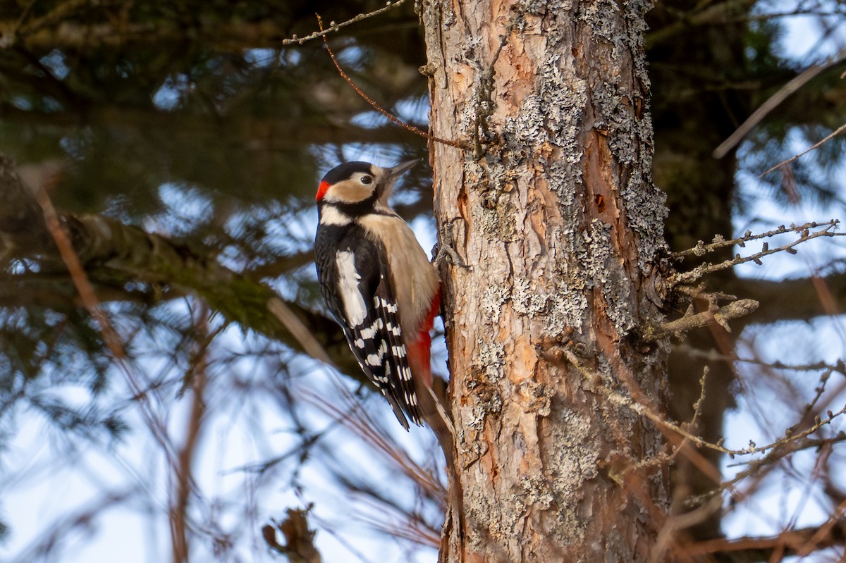Большой пёстрый дятел - ML651031715